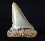 Carcharodon hastalis (AGASSIZ 1838) - Bild © FossNet FossilienStore